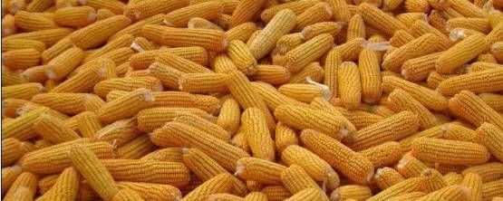 “足球赌注软件APP”中国宏桥与中信信托、中信银行在香港举行战略合作签约仪式(图2) 足球赌注软件APP