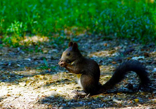 “足球赌注软件”好莱坞93岁女星莎莎嘉宝出院回家度余生