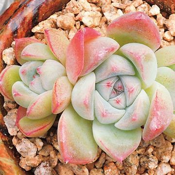 十大足球赌注软件排行榜