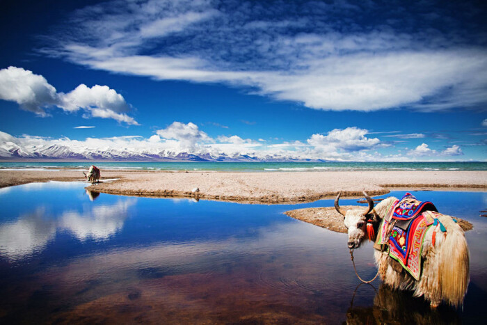 杰西卡·阿尔芭携手CBS 打造居家主妇题材喜剧|足球赌注软件(图1) 足球赌注软件